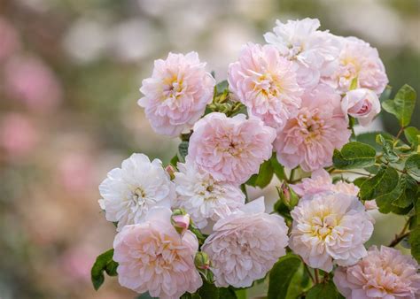 American Rose Trials for Sustainability®