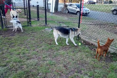 Off Leash Dog Parks In Durham Nc Bringfido