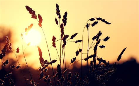 Wallpaper Sunlight Sunset Nature Sky Field Silhouette Branch