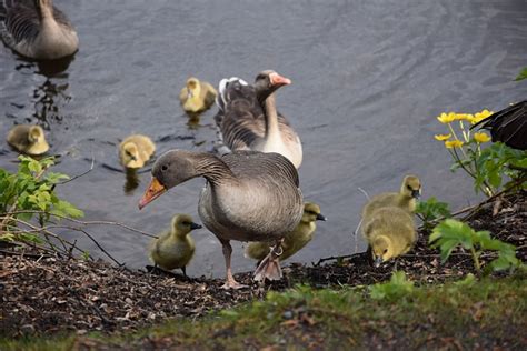 Poussin Oies Oiseau Photo Gratuite Sur Pixabay