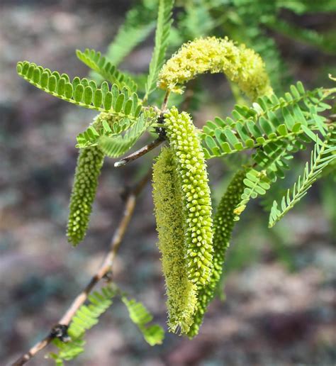 Cannundrums: Velvet Mesquite