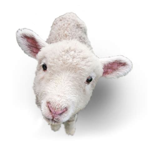 Lamb Png Transparent Images Png All