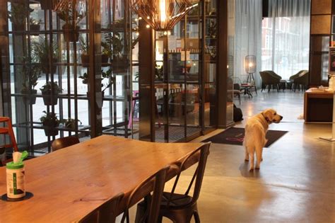 5 Dog Friendly Hotels In York ⋆ Best Things To Do In York