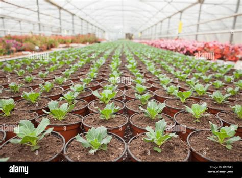 Plants in horticulture Stock Photo - Alamy