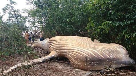 Penemuan Bangkai Ikan Paus Berukuran Raksasa Di Tengah Hutan Ini