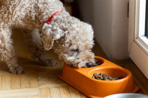 トイプードルの餌の量｜子犬・成犬だとどれくらいが適正？