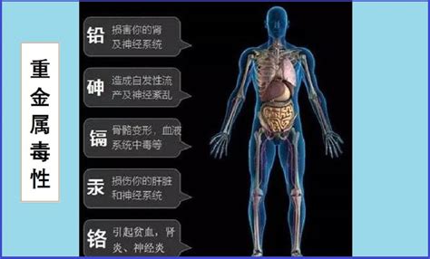 重金属中毒的症状 重金属中毒如何解毒和排毒 法道营养草本网站