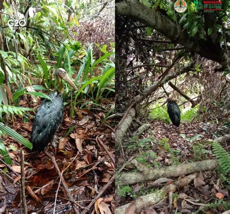 Bksda Kembalikan Burung Bangau Langka Ke Habitatnya