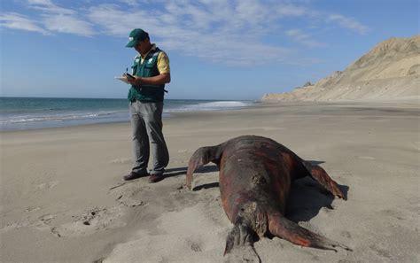 Hallan Lobos Marinos Muertos En Las Playas De Talara Cutival Piura