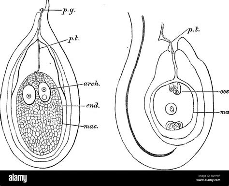 Gymnosperm Seed Diagram