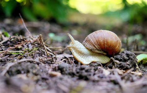 Free Images Nature Leaf Flower Wildlife Autumn Botany Flora