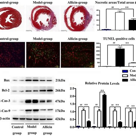 Allicin Improved Cardiac Function In Mice After Myocardial Ir Injury