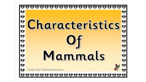 Characteristics of Mammals Posters