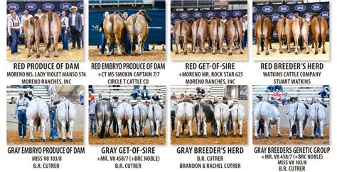 National Brahman Show – The Brahman Journal