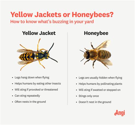 Ground Yellow Jackets