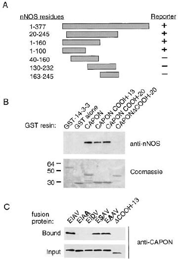 Capon And Psd Compete For Binding To Nnos A His Capon Fusion