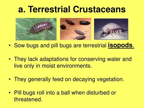 Ppt Chapter 36 Arthropods And Chapter 37 Insects Powerpoint