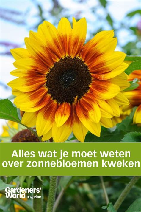 Zonnebloemen Zaaien En Kweken Zo Doe Je Dat Artofit