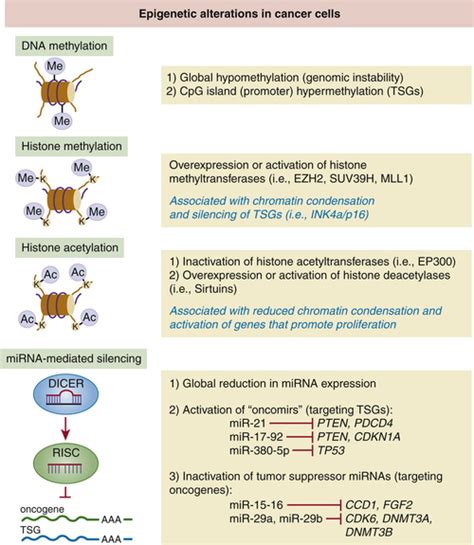 Tumor Suppressor Genes | Oncohema Key