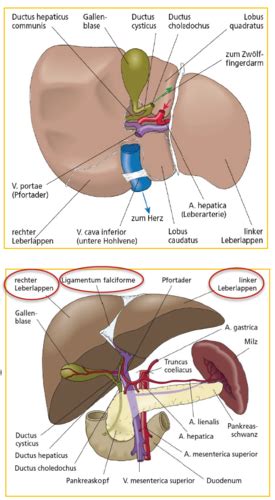 Anatomie Leber Pankreas Und Gallenwegsystem Flashcards Quizlet