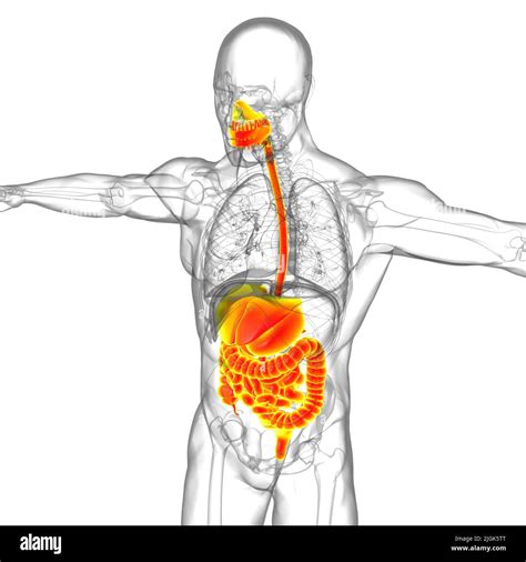 Human Digestive System Anatomy For Medical Concept 3d Illustration