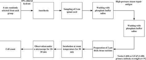 Process of immunohistochemical staining | Download Scientific Diagram