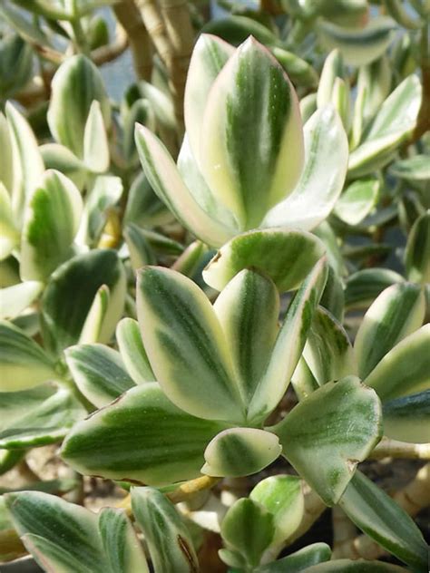 Crassula Ovata Lemon And Lime Variegated Jade Plant World Of Succulents