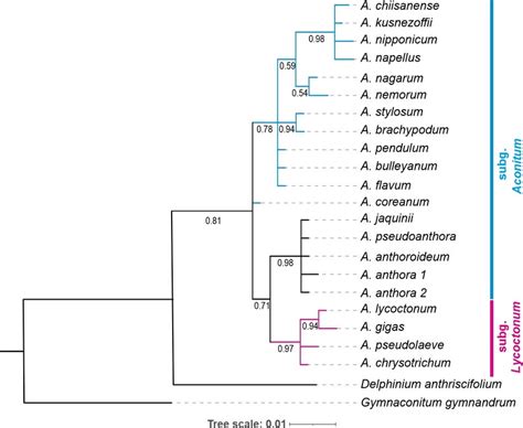 Bayesian Inference Phylogenetic Tree Of The Genus Aconitum Based On