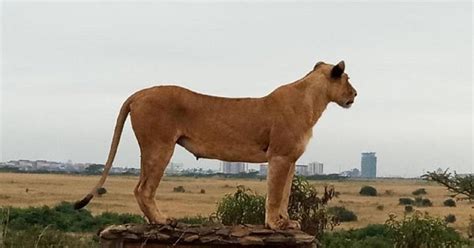 Nairobi National Park Elephant Orphanage Guided Day Tour GetYourGuide