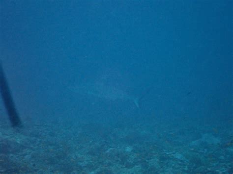 Carcharhinus Amblyrhynchos Bleeker 1856