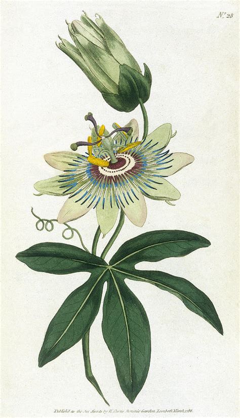 Blue Passion Flower Date 1786 Drawing By Mary Evans Picture Library