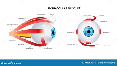 Extraocular Muscles Anatomy Cartoon Vector CartoonDealer 301347537