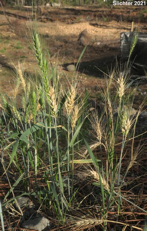 Bread Wheat Common Wheat Wheat Triticum Aestivum Synonyms Triticum