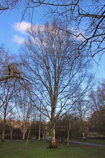 Betula Pubescens Ehrh Aff Zachte Berk BG Meise Flickr