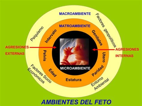 Ecolog A Fetal Y Pd Ppt