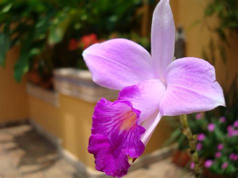 Flor Nacional de Colombia (Orquídea)