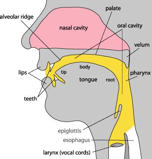 Raja Shaukat: Diagram of speech organs