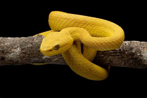 Premium Photo The Yellow White Lipped Pit Viper Trimeresurus