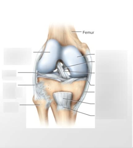 A P Knee Joint Diagram Quizlet