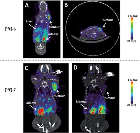 Above Decay Corrected MicroPET CT Images Of Nude Mice Bearing U87MG