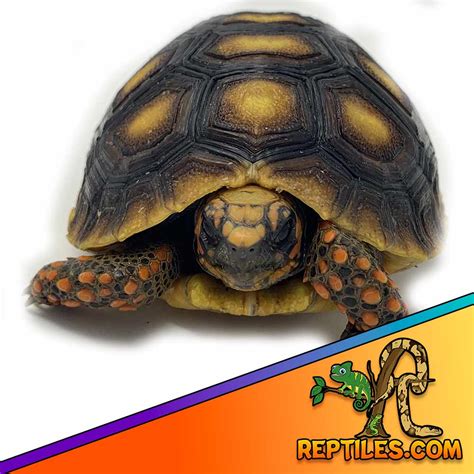 red footed tortoise care sheet | red foot tortoise care guide