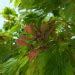 Acer Japonicum Aconitifolium Erable Erable Du Japon Erable