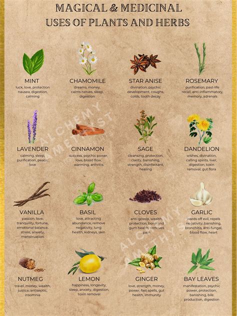 Medicinal Herbs And Their Uses