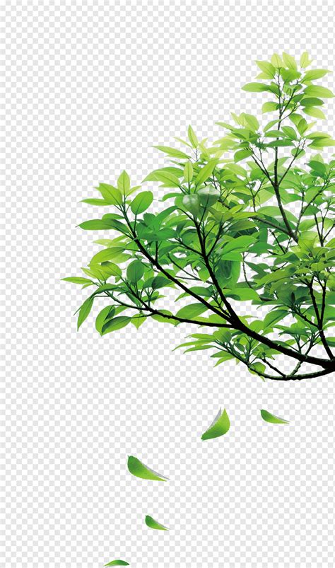 натуральне зелене листя, смарагдовий, зелений кліпарт, листя png | PNGWing