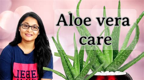 How To Care For Aloe Vera Plant Voice Of Plant