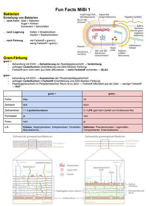 Fun Facts Mibi Zusammenfassung Der Mikrobiologie F R Das Examen Der