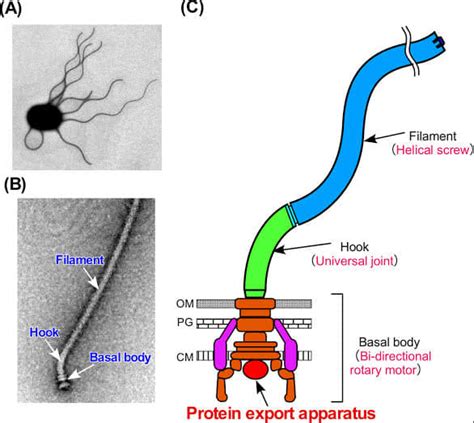 السنتروسوم Centrosome الجسم المركزى Central body هى عضية غير غشائية