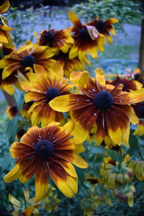 12 of the Best Perennial Wildflower Seeds to Plant