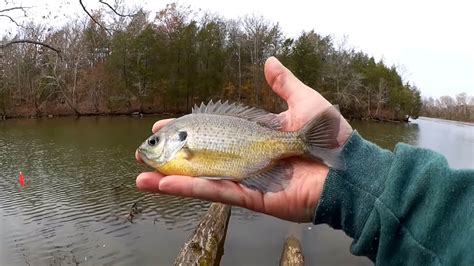 Gulp Minnow Vs Powerbait Honey Worm Which Bait Will Catch More Fish