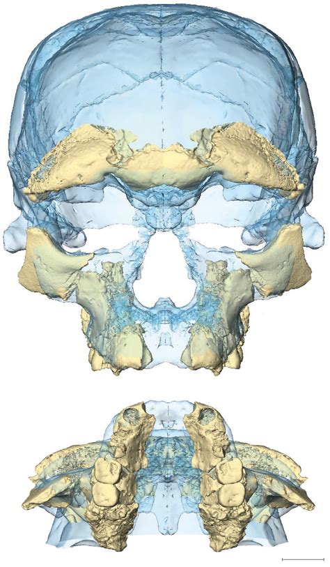 Une équipe internationale découvre les plus anciens Homo sapiens à